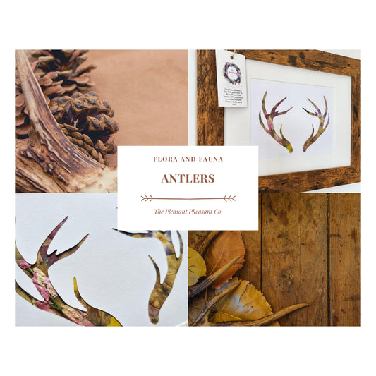 Antlers - Flora & Fauna