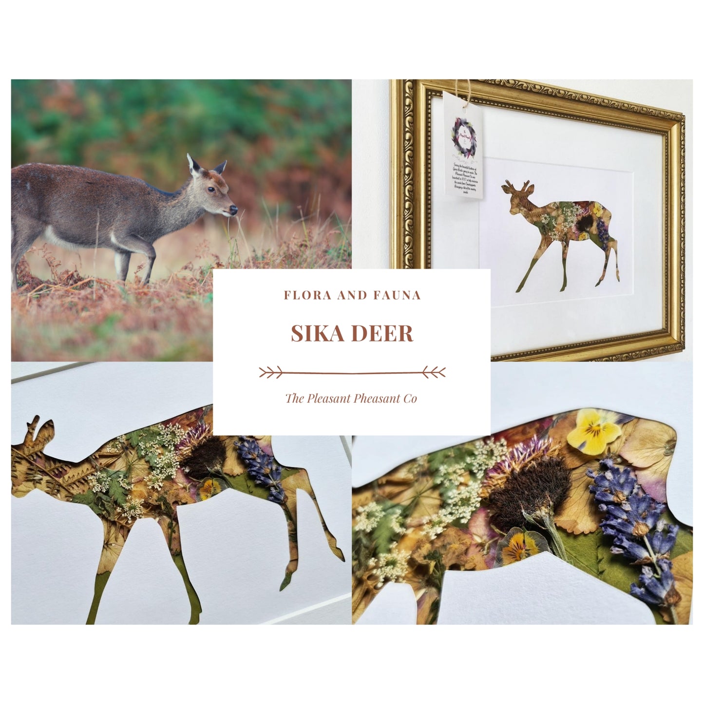 Sika Deer - Flora & Fauna