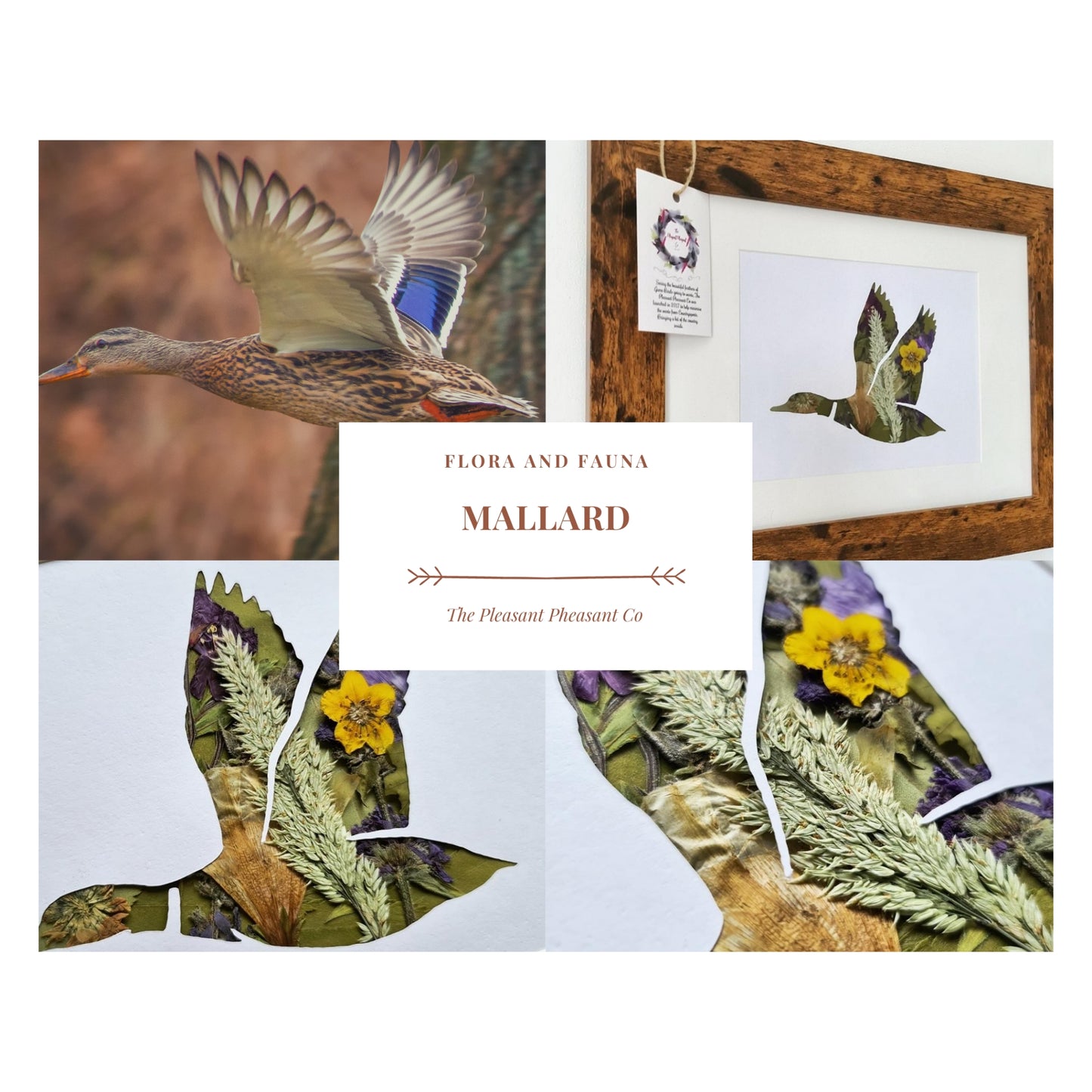 Mallard - Flora & Fauna
