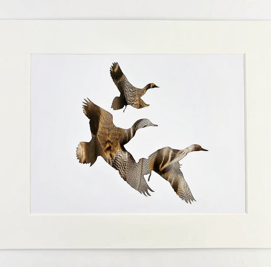 Trio of flying Ducks