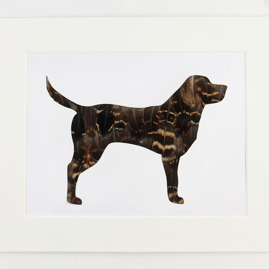 Black Labrador