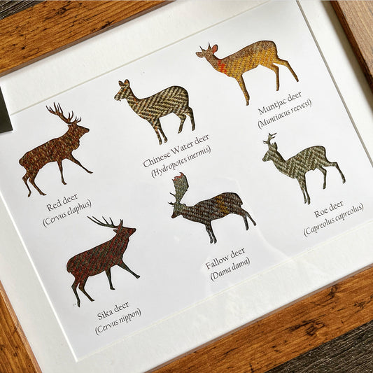 Great British Deer