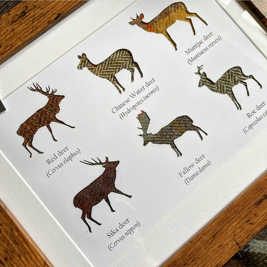 Great British Deer